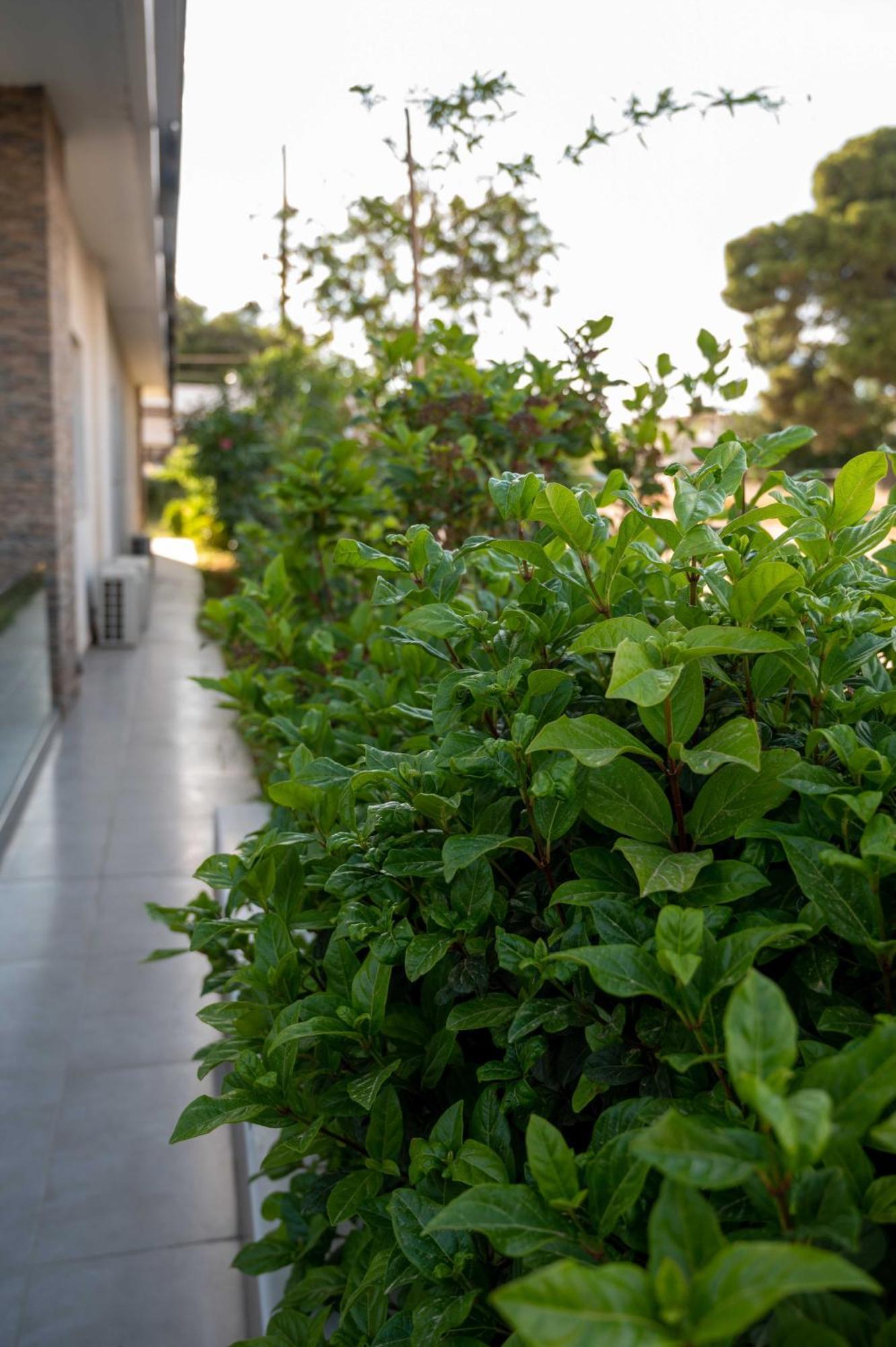 Finikas Suites & Apartments 10Min From Athens Airport Artemida  Exterior foto